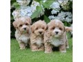 nice-and-healthy-maltipoo-puppies-available-small-0