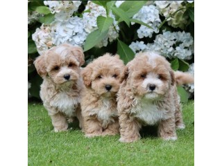 Nice and Healthy Maltipoo Puppies Available