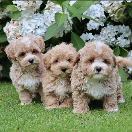 nice-and-healthy-maltipoo-puppies-available-big-0
