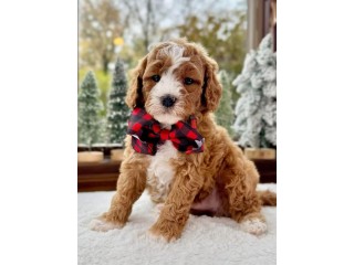 Awesome T-Cup Cavapoo Puppies Available