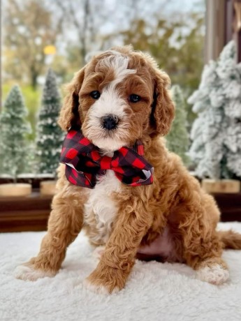awesome-t-cup-cavapoo-puppies-available-big-0