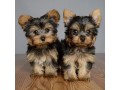 cute-yorkie-puppies-small-0