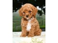 super-adorable-toy-poodles-puppies-small-0
