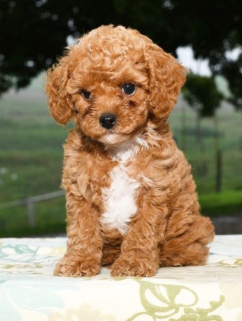super-adorable-toy-poodles-puppies-big-0