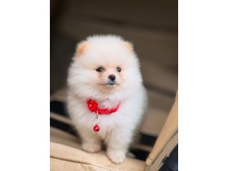 Two Awesome T-Cup Pomeranian Puppies