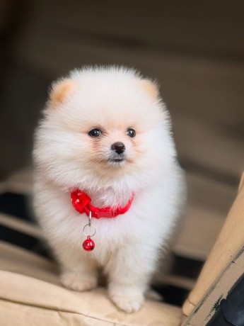 two-awesome-t-cup-pomeranian-puppies-big-0