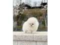 priceless-white-pomeranian-puppy-for-adoption-small-0