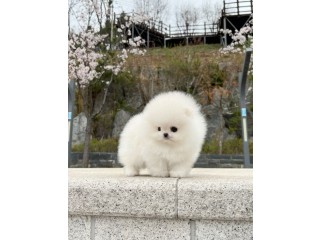 Priceless White Pomeranian Puppy For Adoption