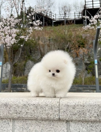 priceless-white-pomeranian-puppy-for-adoption-big-0