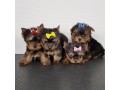 very-tiny-teacup-yorkie-puppies-now-available-small-0