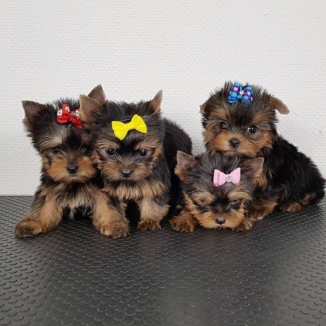 very-tiny-teacup-yorkie-puppies-now-available-big-0