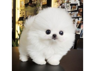 Top Quality Registered Pomeranian