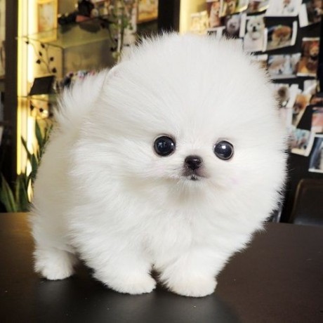 top-quality-registered-pomeranian-big-0