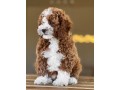 quality-registered-maltipoo-puppies-small-0