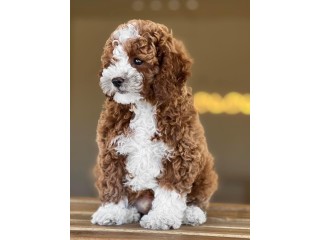 Quality Registered Maltipoo puppies