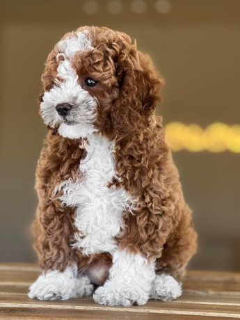 quality-registered-maltipoo-puppies-big-0
