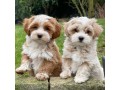 gorgeous-white-cavachon-puppies-small-0