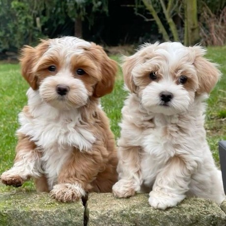 gorgeous-white-cavachon-puppies-big-0