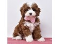 available-toy-poodles-puppies-small-0