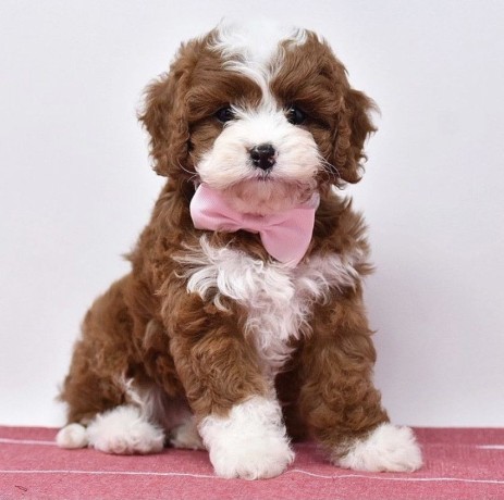 available-toy-poodles-puppies-big-0