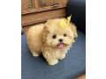 two-friendly-toy-poodles-puppies-small-0