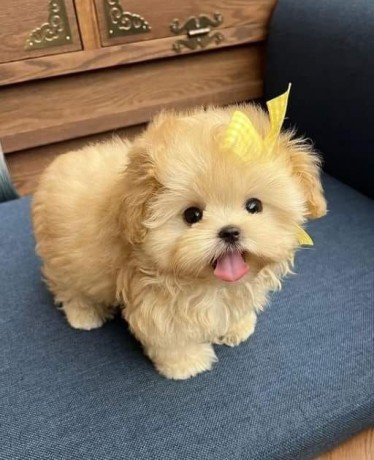 two-friendly-toy-poodles-puppies-big-0