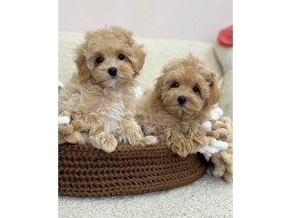 Sweet & Playful Toy Poodles Puppies For Adoption