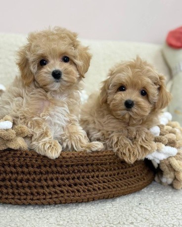sweet-playful-toy-poodles-puppies-for-adoption-big-0