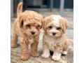 exceptional-akc-maltipoo-puppies-small-0