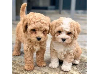 Exceptional AKC Maltipoo Puppies