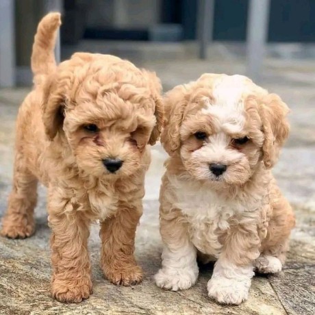 exceptional-akc-maltipoo-puppies-big-0