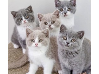 British Shorthair kittens
