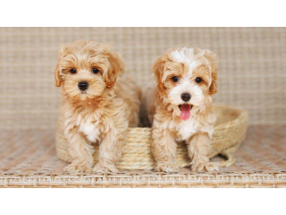 Maltipoo Puppies for sale