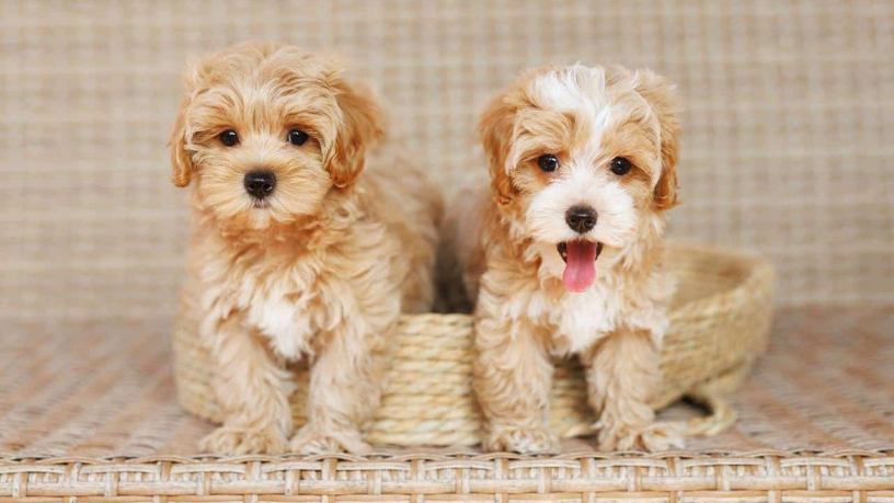 maltipoo-puppies-for-sale-big-0