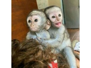 Friendly baby capuchinmonkeys now ready for sale..,