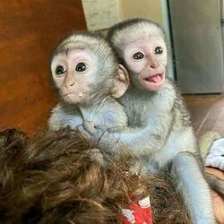 friendly-baby-capuchinmonkeys-now-ready-for-sale-big-0