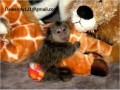 healthy-finger-baby-marmoset-monkeys-ready-for-sale-small-0