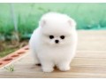 healthy-teacup-pomeranian-puppies-small-0