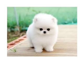 Healthy teacup pomeranian puppies