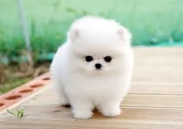 healthy-teacup-pomeranian-puppies-big-0