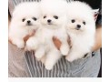 purebred-pomeranian-puppies-small-0