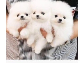 Purebred Pomeranian Puppies