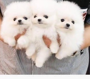 purebred-pomeranian-puppies-big-0