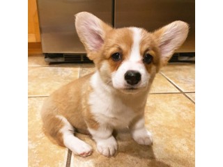 Pembroke Welsh Corgi Puppies for sale