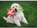 golden-retriever-puppies-for-sale-small-0