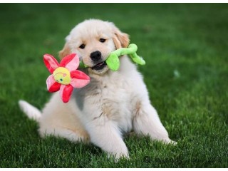 Golden Retriever Puppies for sale