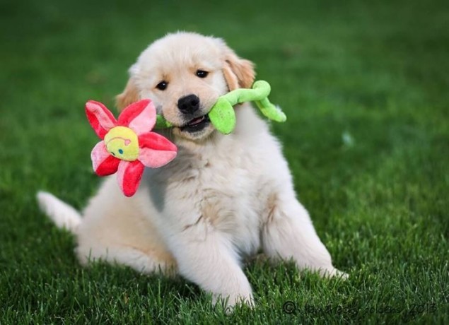 golden-retriever-puppies-for-sale-big-0