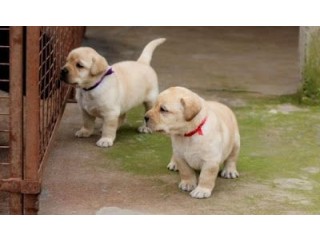 Labrador Puppies for sale