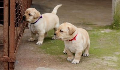 labrador-puppies-for-sale-big-0