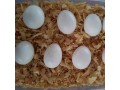 parrots-for-sale-in-uae-trusted-parrot-breeder-with-safe-delivery-small-1